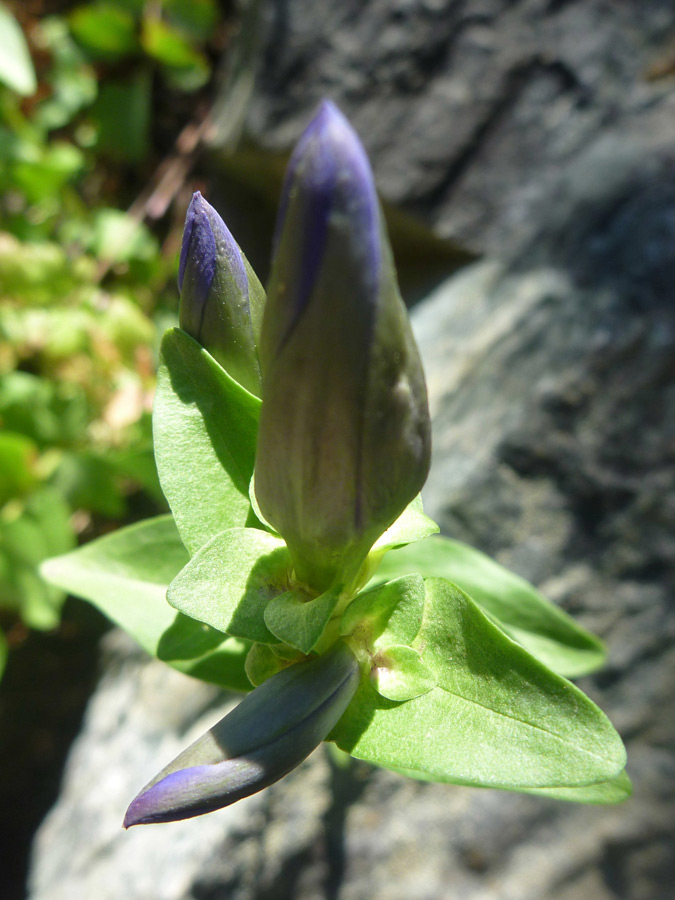 Three buds