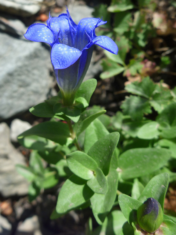 Blue flower