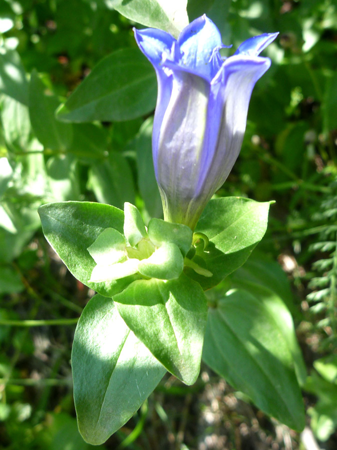 Leaves and flower