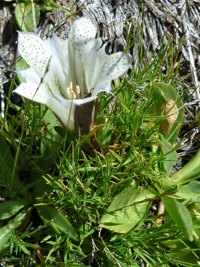 Large white flower