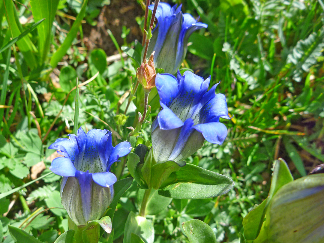 Gentiana parryi