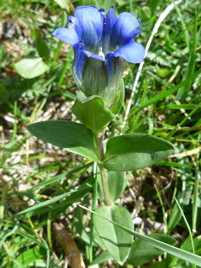 Flower and leaves