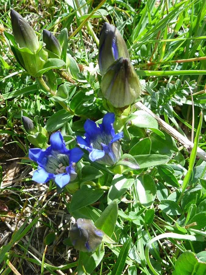 Flowers and buds