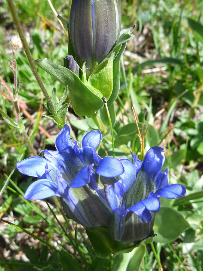 Leaf-like bracts