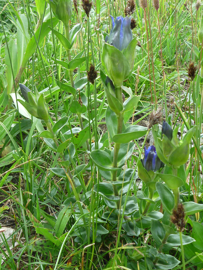 Stems and leaves