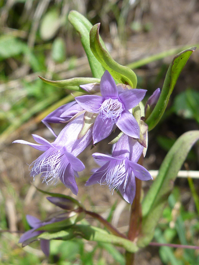 Three flowers