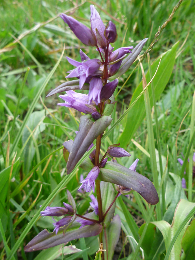 Purplish leaves