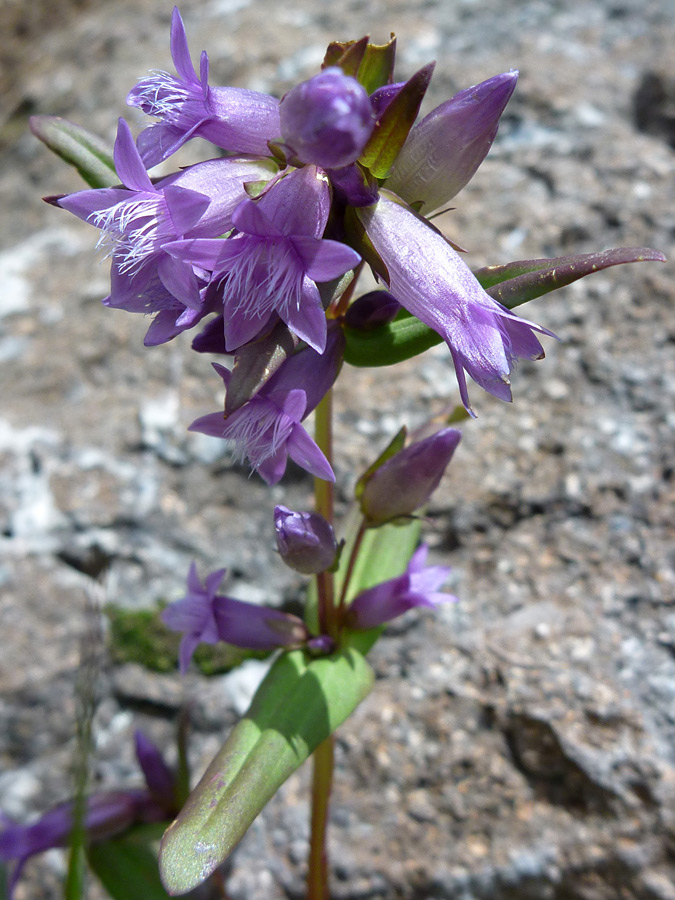 Purple flowers