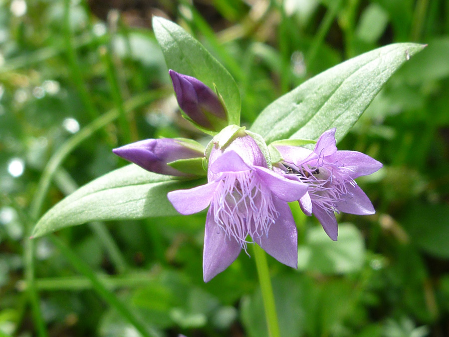 Open flowers