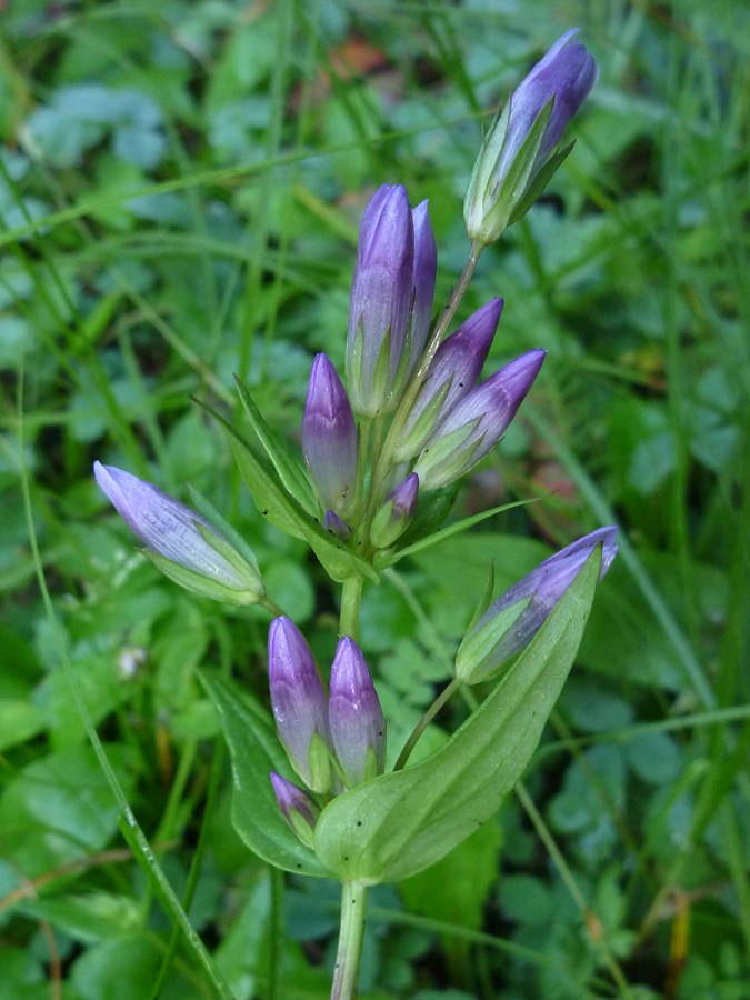 Purple buds