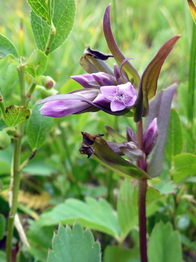 Flowers and upper stem leaves