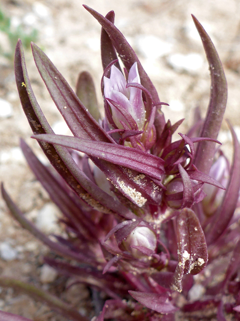 Narrow, purplish leaves