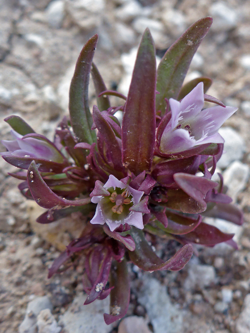 Pale pink flowers