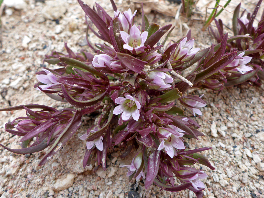 Leaves and flowers