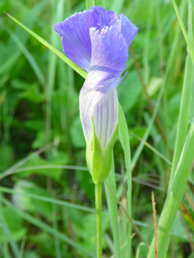 Partly open bud