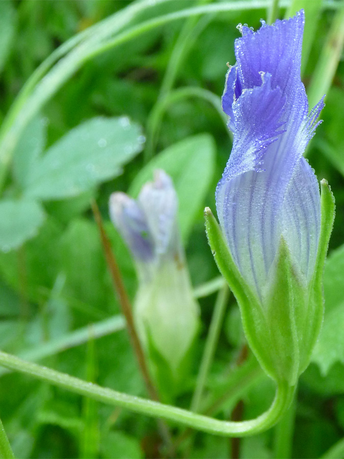 Twisting petals