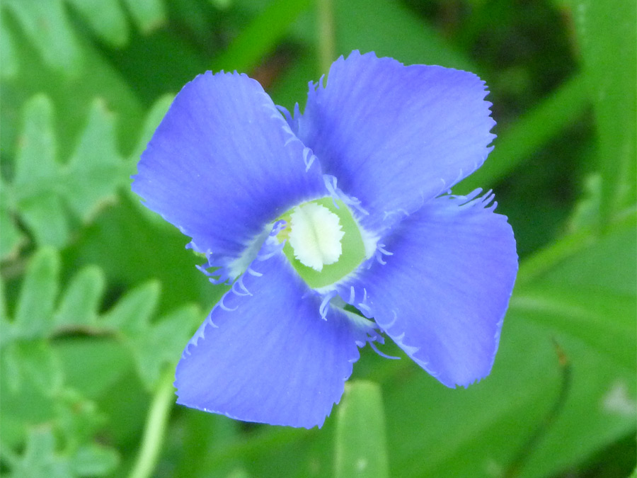 Petals and anthers