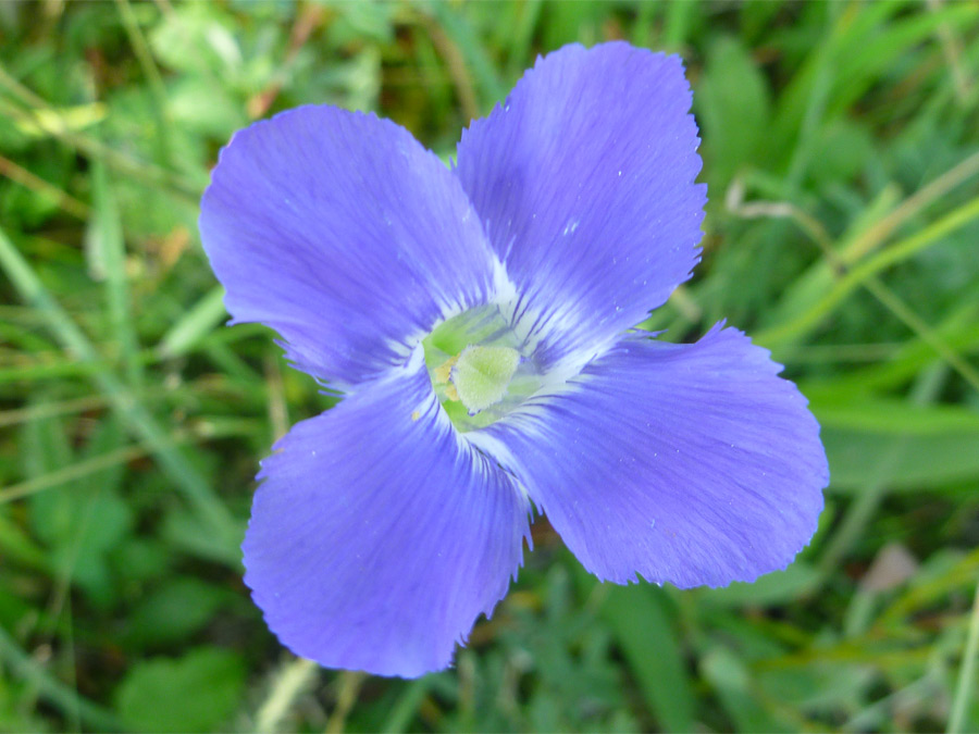 Top of a flower