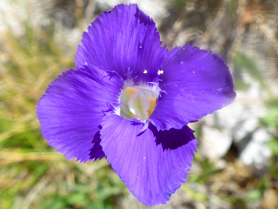 Purple petals