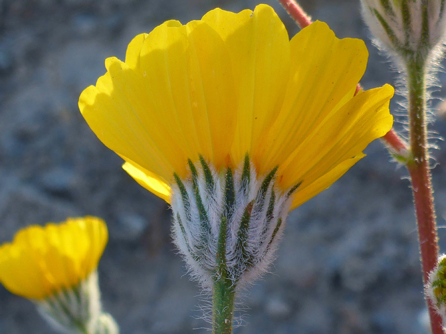 Hairy phyllaries