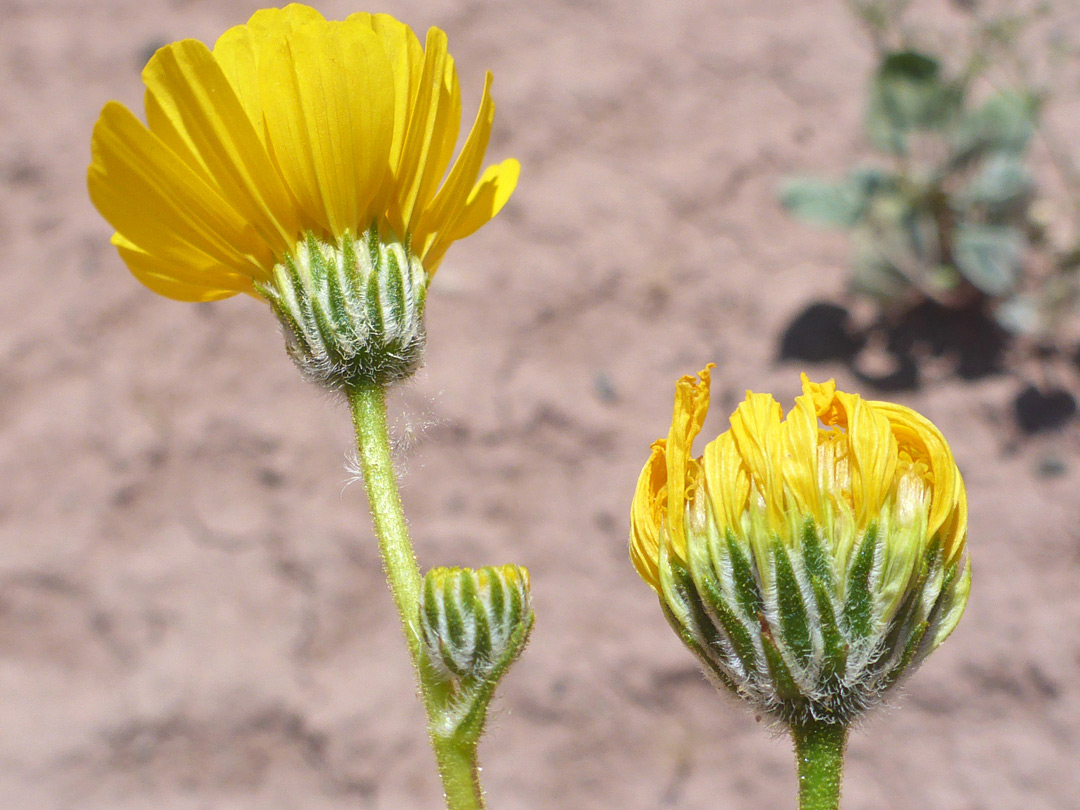 Flowerheads