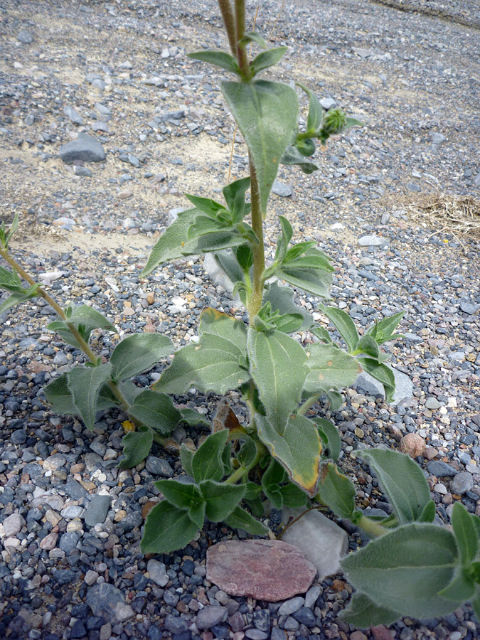 Leaves and stem