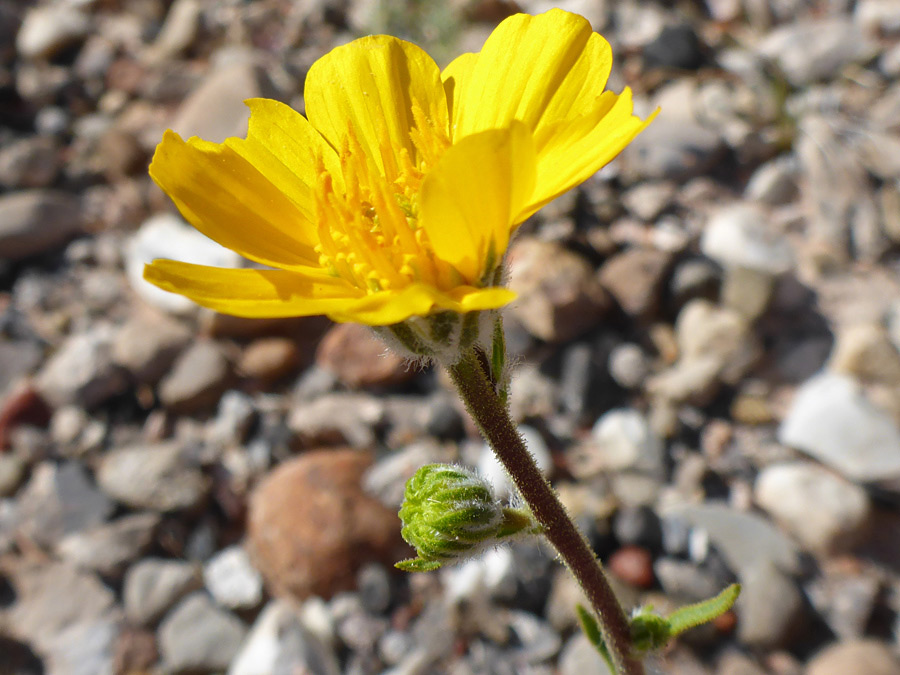 Flowerhead and bud