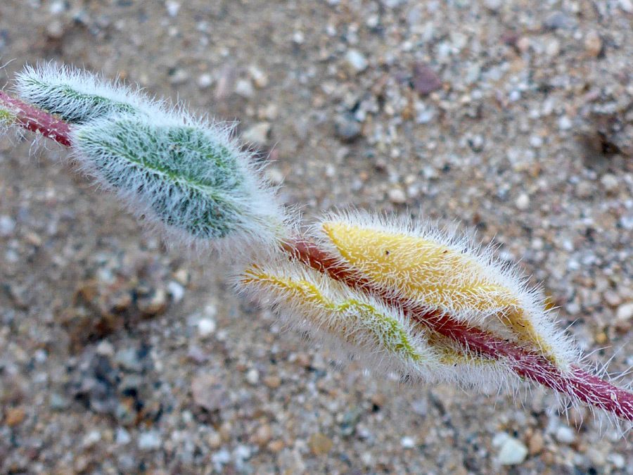 Upwards-pointed leaves