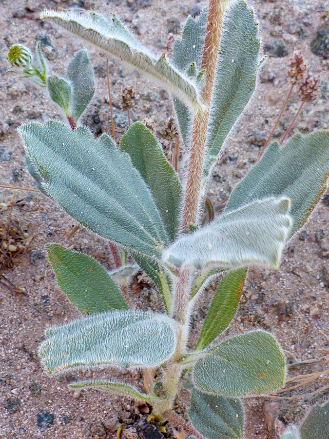 Toothed leaves