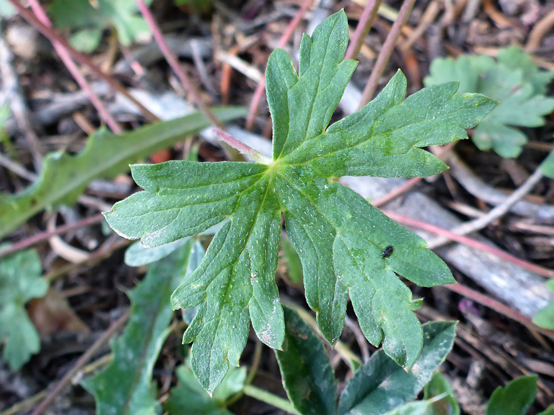 Lobed, sparsely hairy leaf