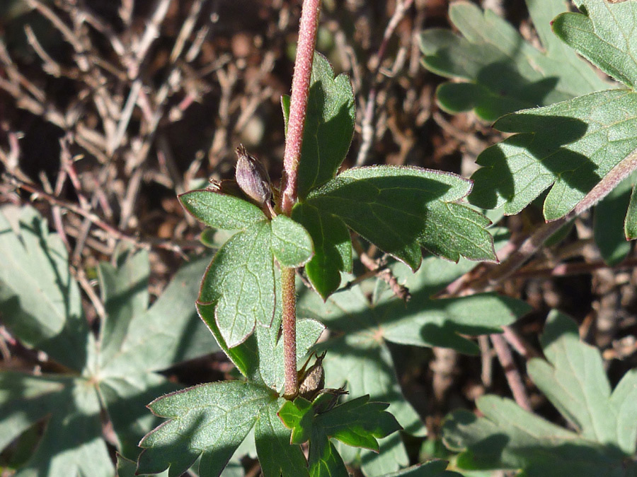 Leaves