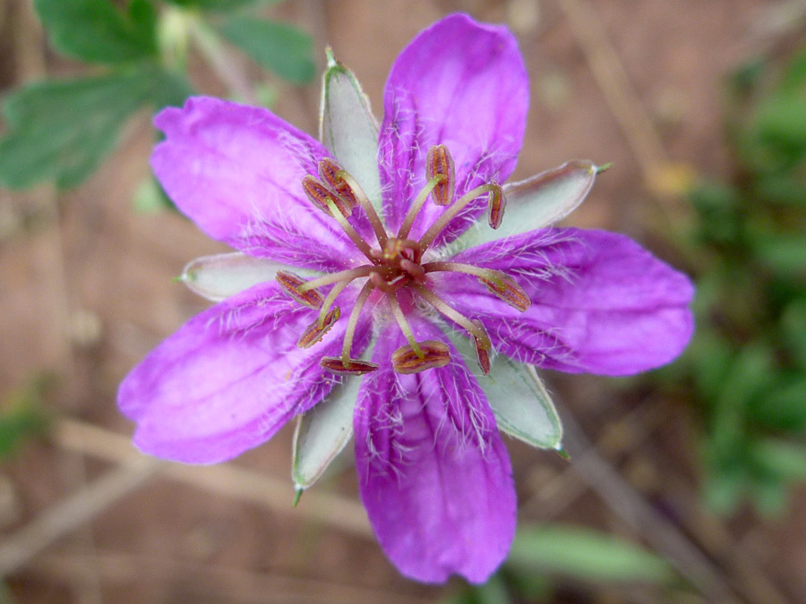 Petals and sepals