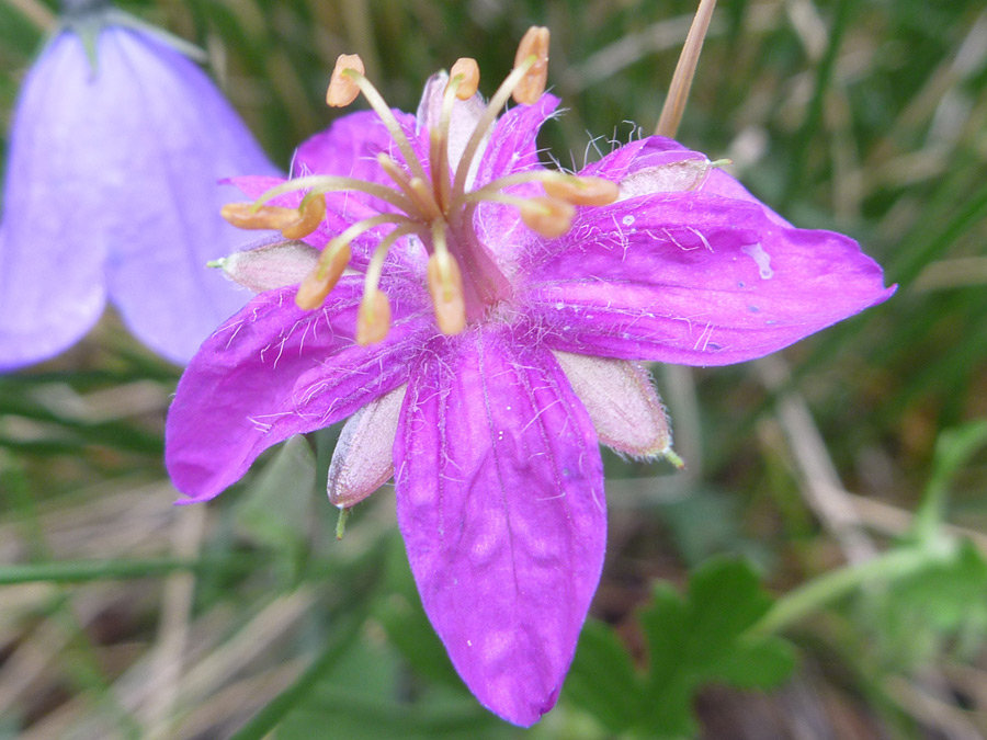 Flowerhead