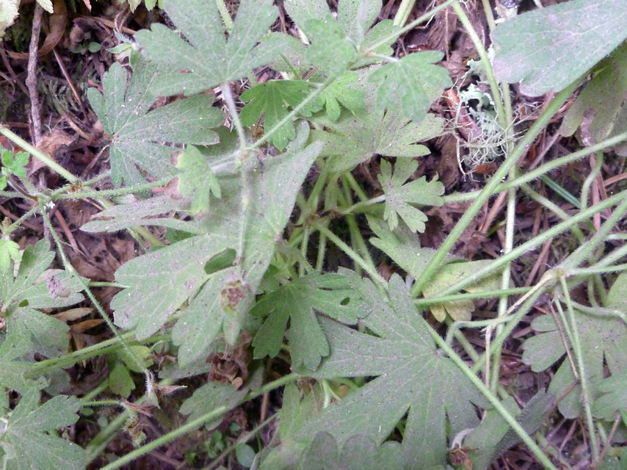 Dull green leaves