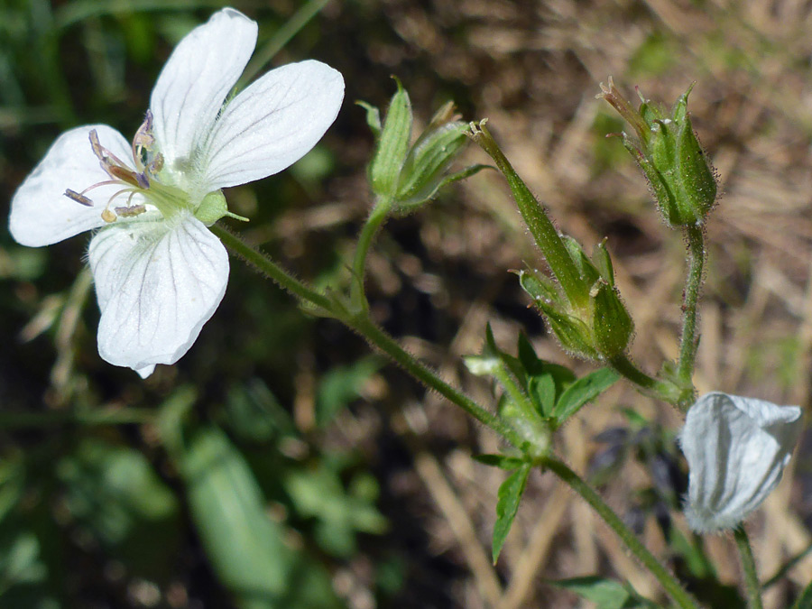 Flower and fruit