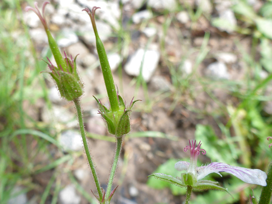 Developing fruit