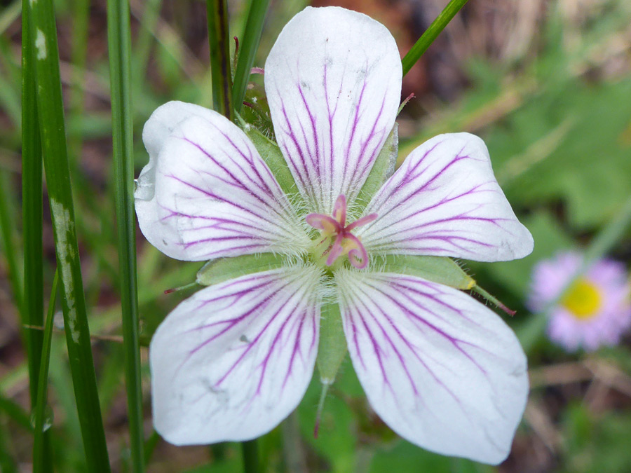 Purple veins