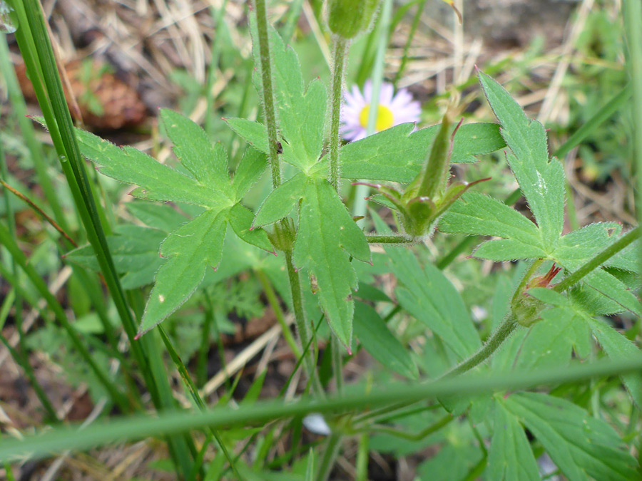 Stems and leaves