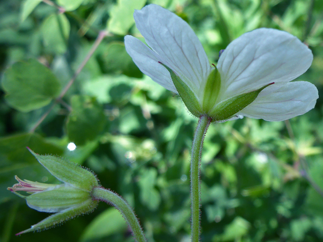 Green sepals and white petals