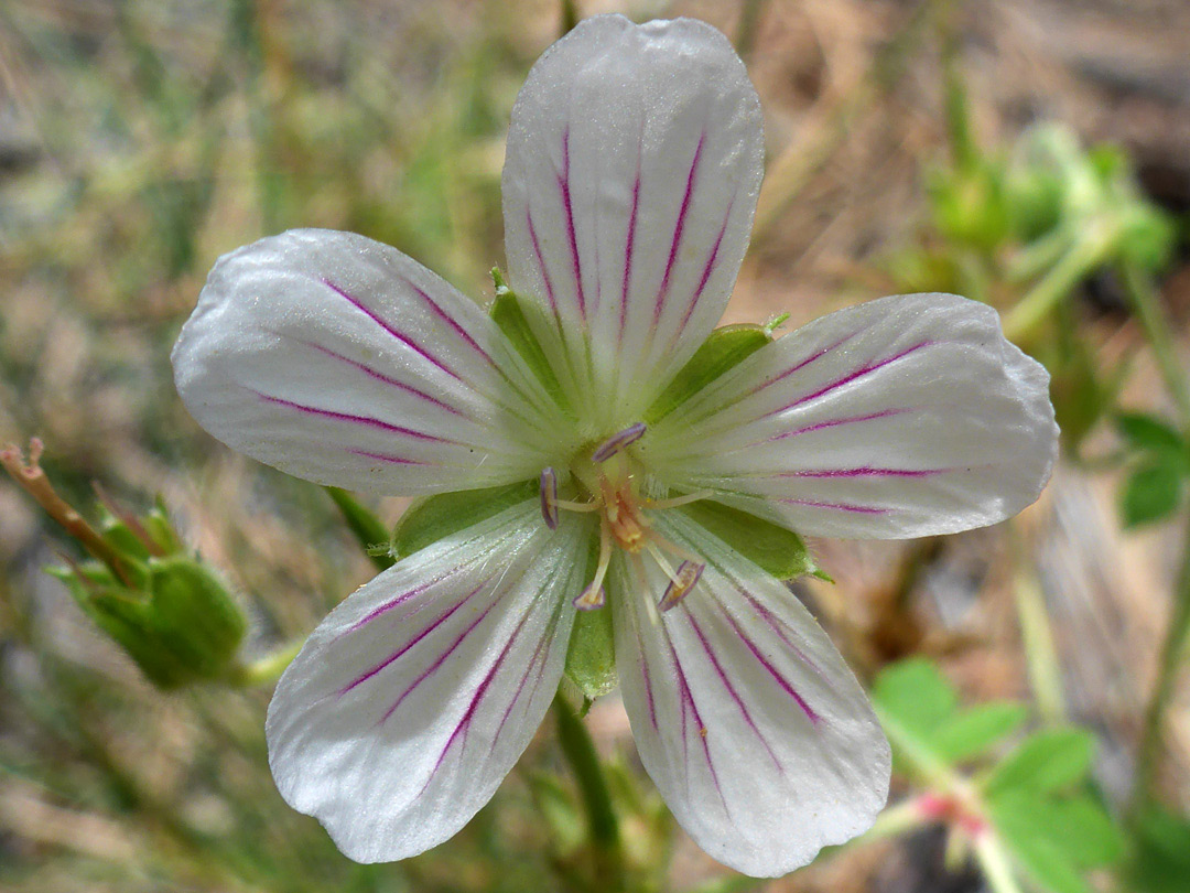 White, purple-veined petals