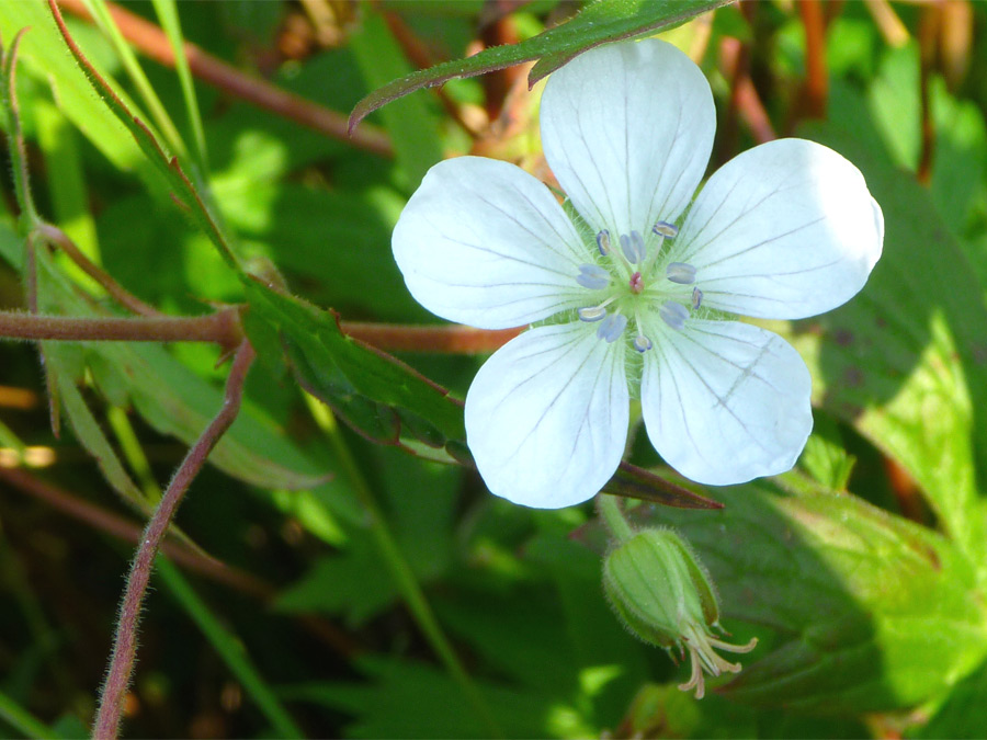 White flower and red stalks