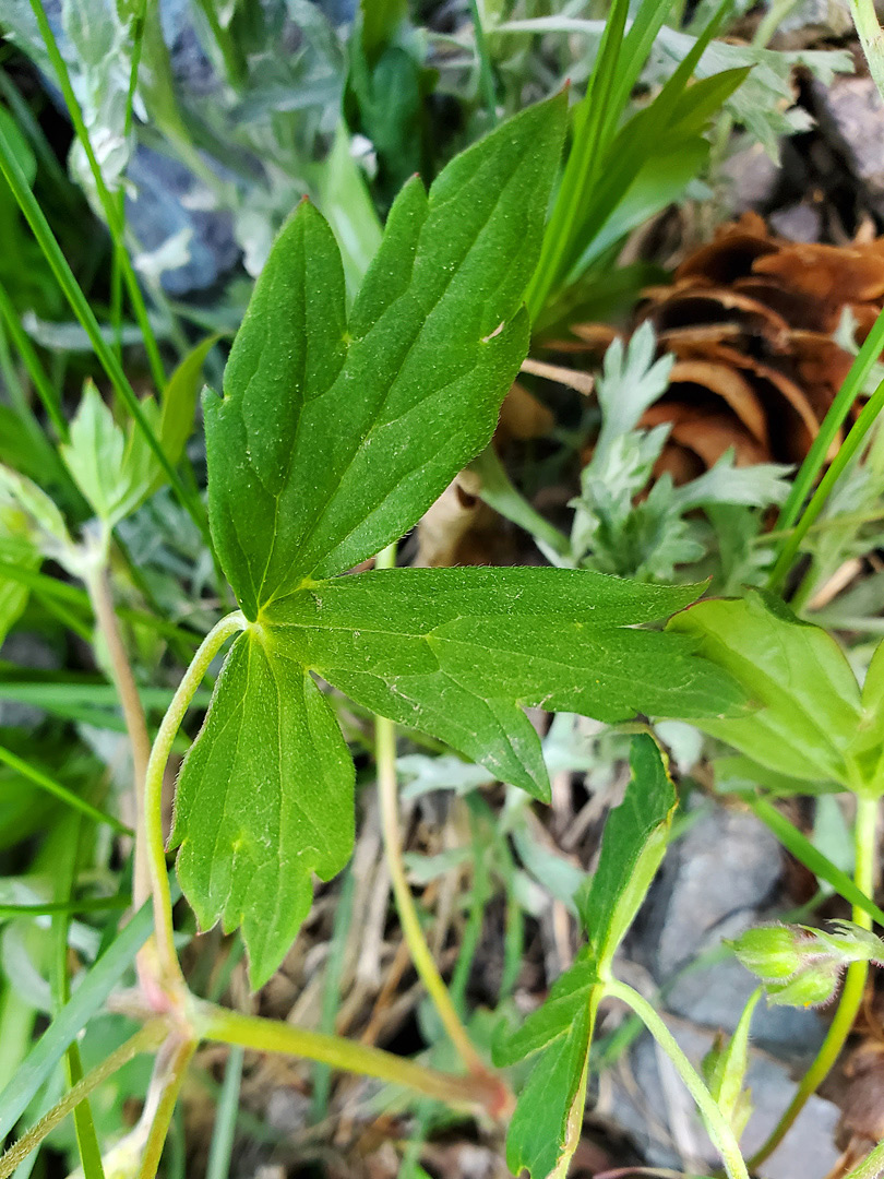 Toothed, lobed leaf