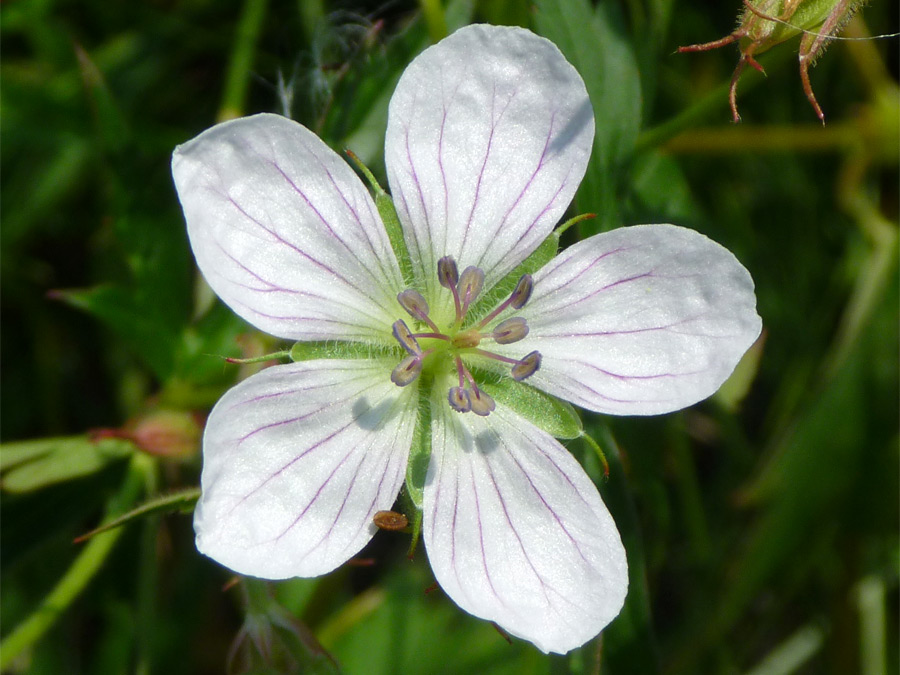 Flower with purple veins