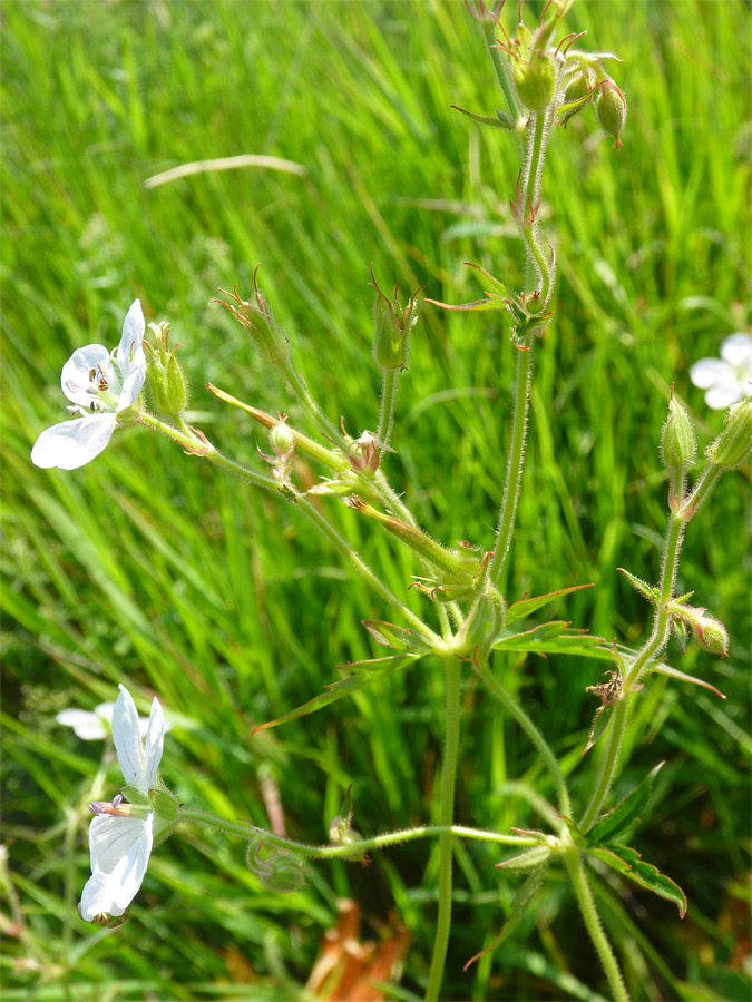 Stalk and leaves