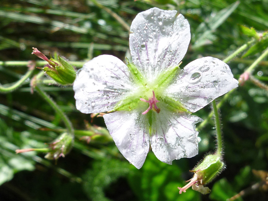 Green sepals