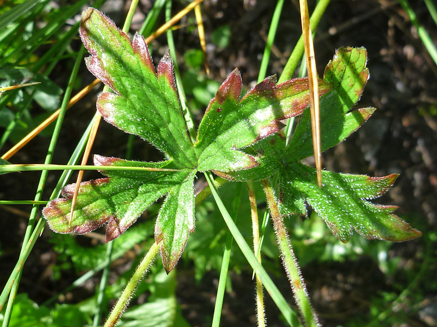 Leaves