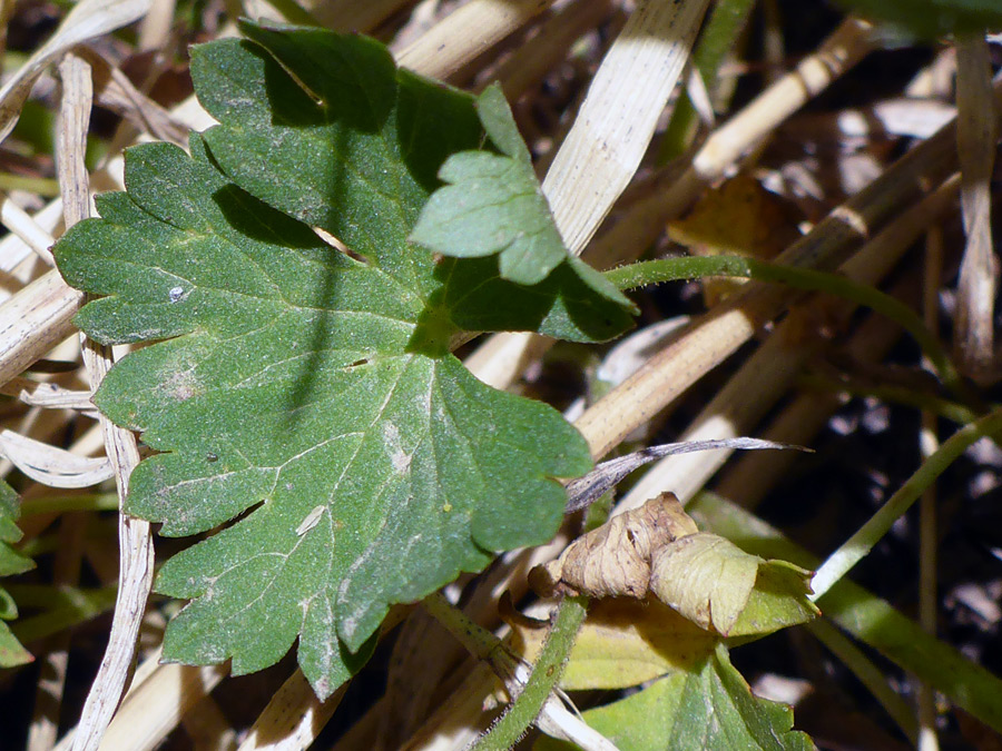 Basal leaf