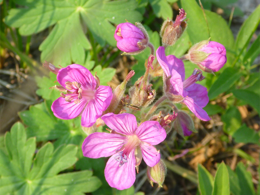 Dark pink flowers