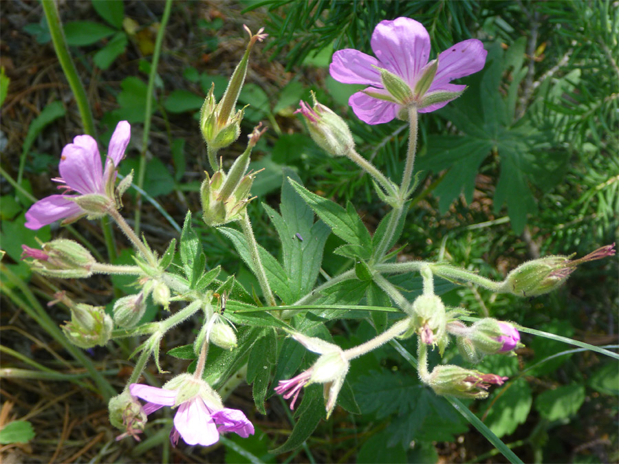 Buds, leaves and stalks