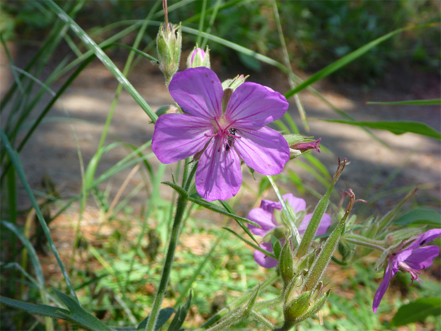 Flower and buds